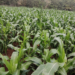 Site-specific nutrient management in a maize crop in Kenya