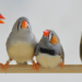 Two zebra finch pairs (wild and domesticated)