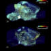 Brain regions involved in memory