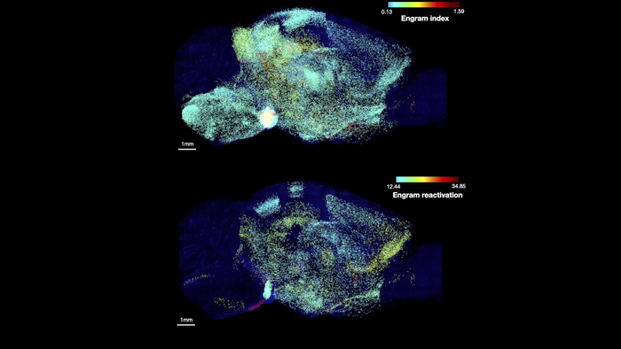 Brain regions involved in memory