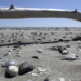 Mollusk shells on a beach along the Adriatic in Italy