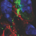 SARS-CoV-2 Spike protein staining in the pacemaker cells of SARS-CoV-2 infected hamsters.