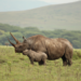 Rhinos in Kenya - Credit, Nick Harvey Sky