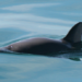 Vaquita porpoise