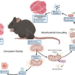 Mitochondrial Uncoupling and BAM15