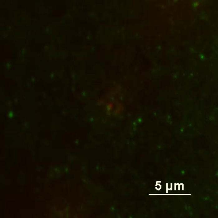 T cell receptors and LAG3 (red) migrate to the immunological synapse in T cells.