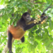 Spider monkey eating fruit in Panama