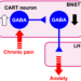 Neuronal circuit involved in chronic pain-induced maladaptive anxiet