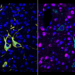 New technique shows in detail where drug molecules hit their targets in the body