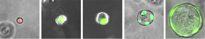 Human ES cell derived respiratory airway secretory cell