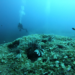 Lionfish in the Mediterranean