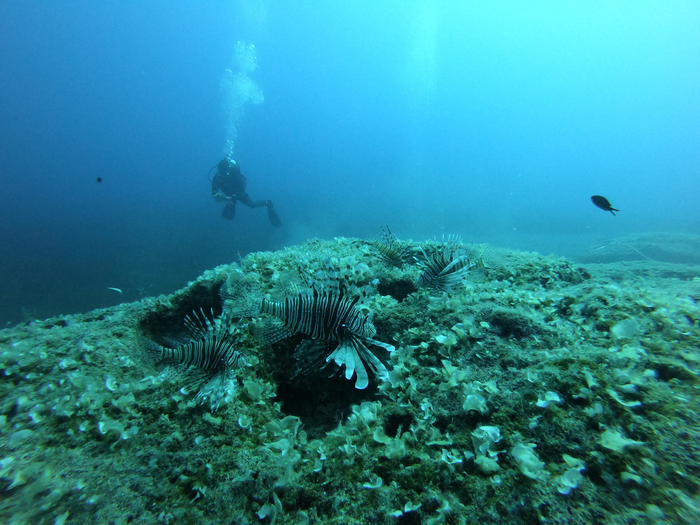 Lionfish in the Mediterranean