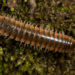 The newly described twisted-claw millipede, Nannaria swiftae