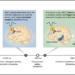 The Brain Employs an Alarm System to Suppress Intrusive Thoughts