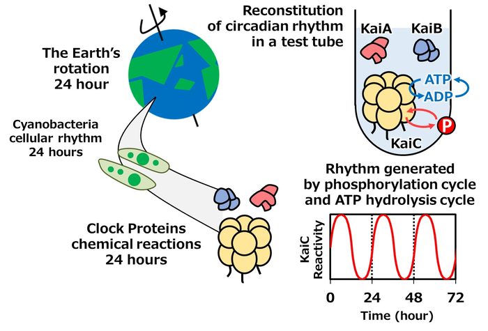 Figure 1.  Clock proteins generating cyanobacterial circadian rhythms