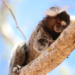 An adult male marmoset named Baltazar, while exploring a tree branch.