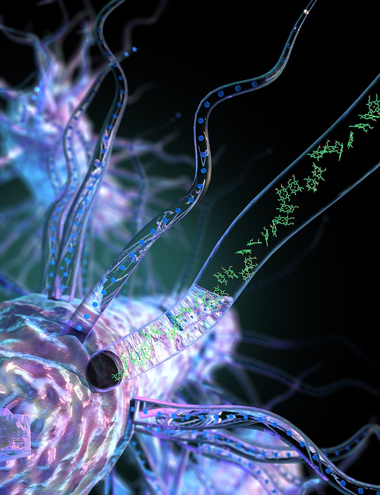 Bacteria producing nanowires made up of cytochrome OmcS