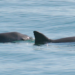 Vaquita porpoise