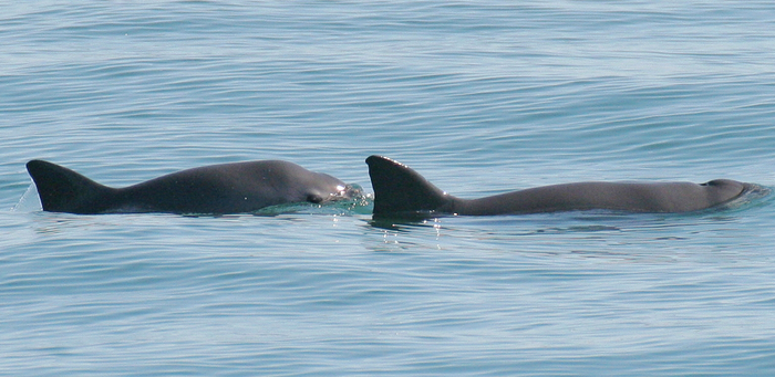 Vaquita porpoise