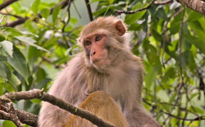 Rhesus Macaque