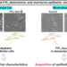 Phospholipid PIP2 determines and maintains epithelial characteristics