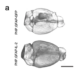 Surface tomography