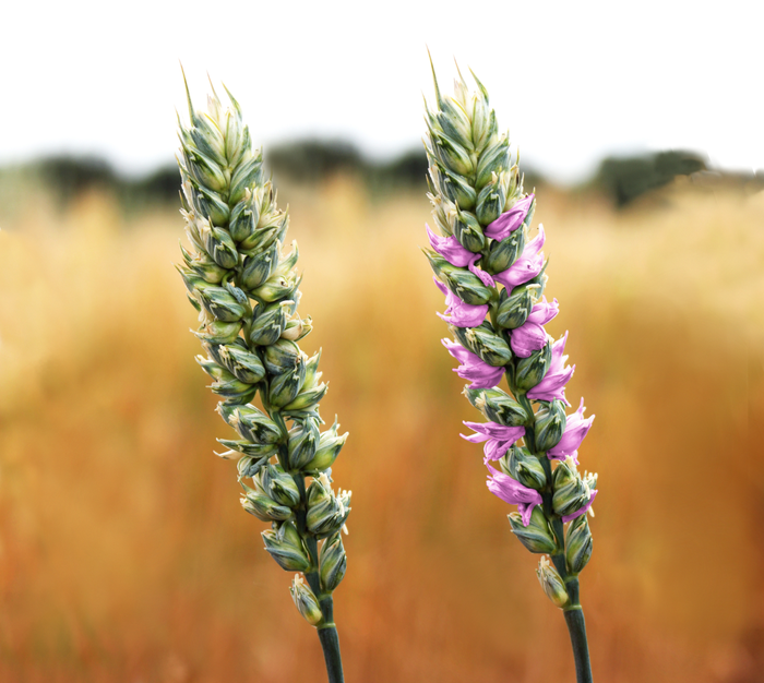 The new wheat line growing in the field