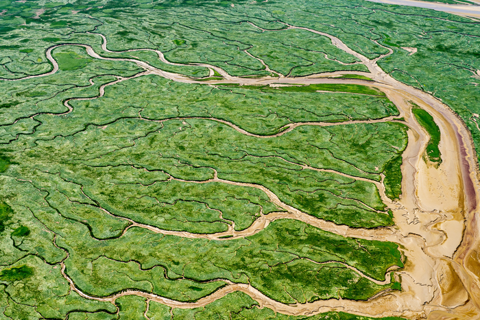 A Salt Marsh is a Carbon Sink