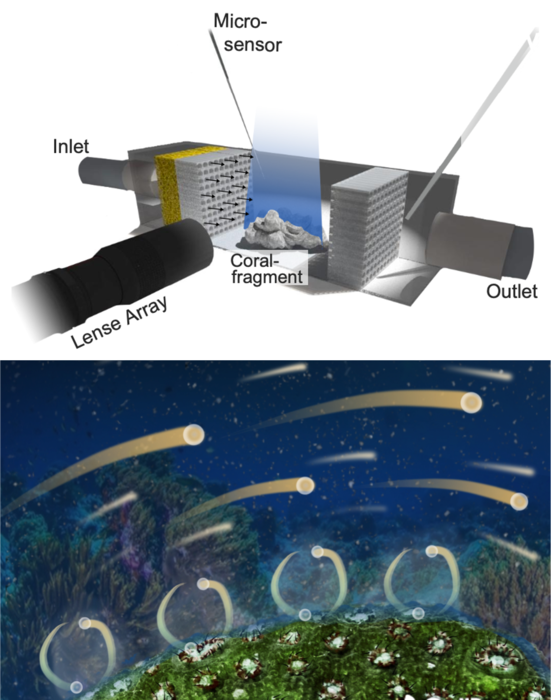 Watching corals breathe: The setup