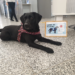 Corona detection dog Silja