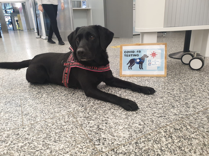 Corona detection dog Silja