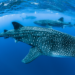 Whale Shark