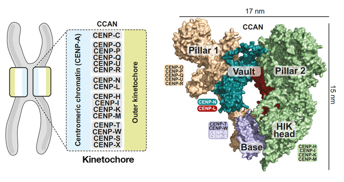 Organization of the human CCAN