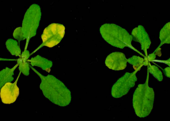 Arabidopsis