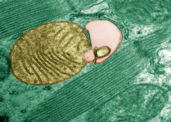 Mitochondrial DNA mutations