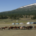 Horses and Gers near Khoton (Syrgal) Lake near the Altai Mountains of Mongolia.