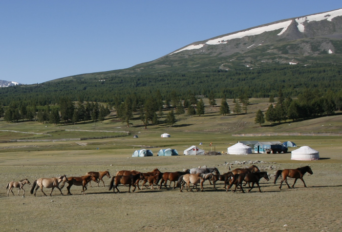 Horses and Gers near Khoton (Syrgal) Lake near the Altai Mountains of Mongolia.