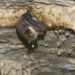 The greater mouse-eared bat (Myotis myotis)