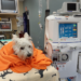 Dog Dialysis