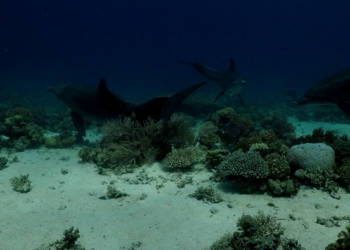 Dolphins line up to rub on Gorgonian coral