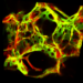 Lung endothelial cells