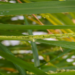 ITQB NOVA researchers unveil the mechanism by which light regulates rice flowering time