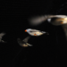 Zebra finches in a wind tunnel