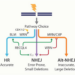 WRNing for the right DNA repair pathway choice