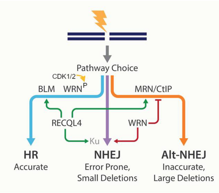 WRNing for the right DNA repair pathway choice