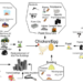 The major pathways by which chickens are exposed to PCDD/FS and PCBs