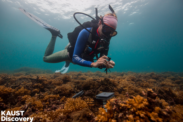 Checking coral reef health one tile at a time