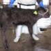 Calf named “Chromo” born from zygote with live-cell imaging of chromosome segregation