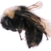 Franklin's bumble bee's genome will be part of ARS' Beenome100 Project.