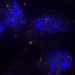 Image of specific RNAs (magenta) at the centrosome (green) in mouse cortex cells. The cell nucleus is labeled in blue.